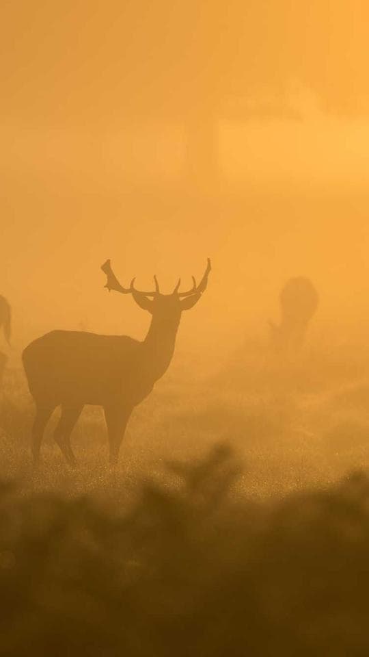 Instagram video insta2